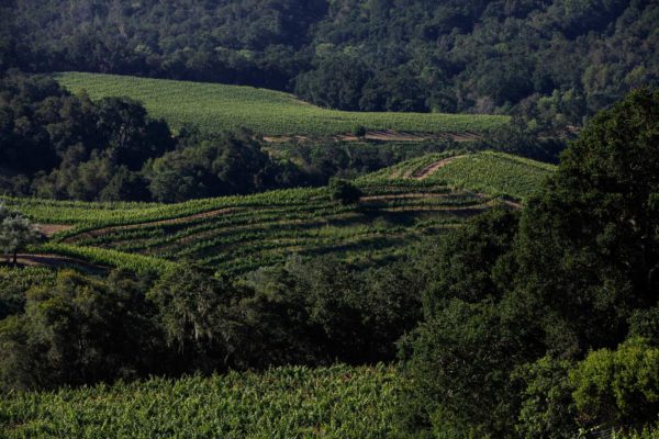 Landscape of Seavey's vineyard and the surrounding forests